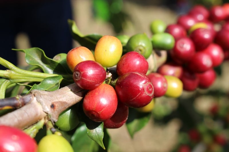 Circuito Mineiro da Cafeicultura 2023 começa nesta quinta-feira
