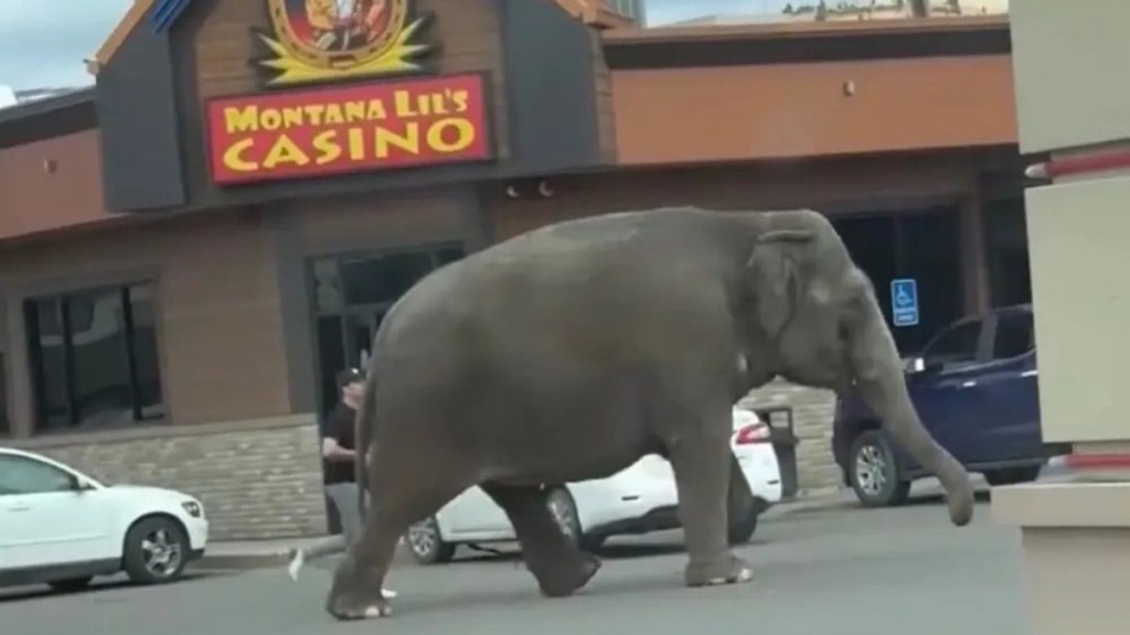 Elefante de circo escapa e chama atenção pelas ruas de cidade nos EUA