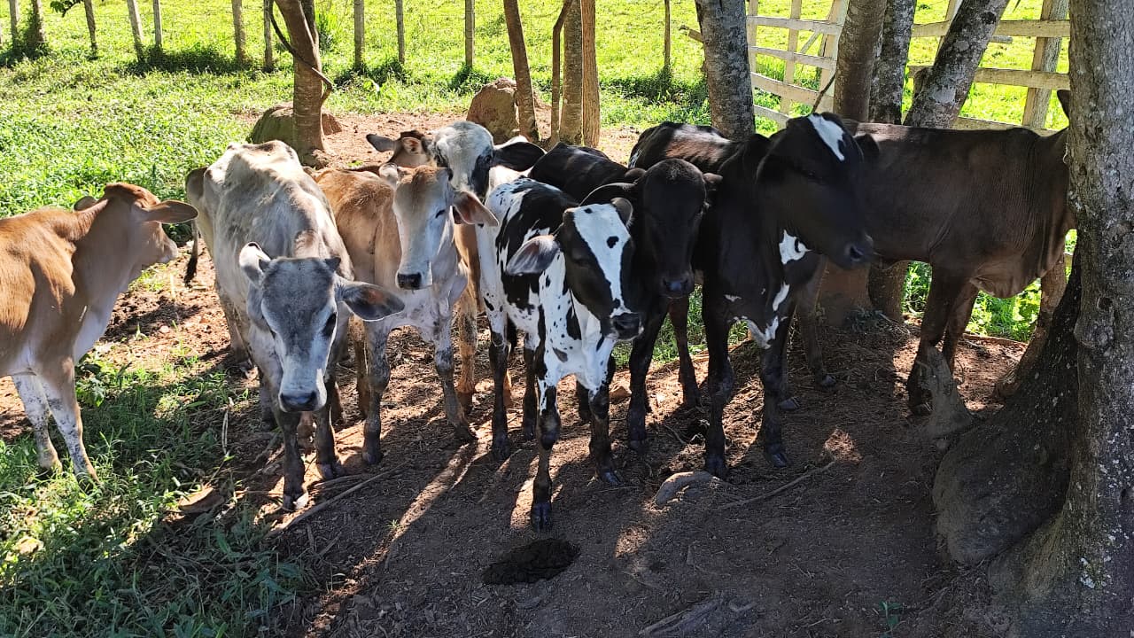 Polícia Civil faz operação contra comércio ilegal de gado bovino