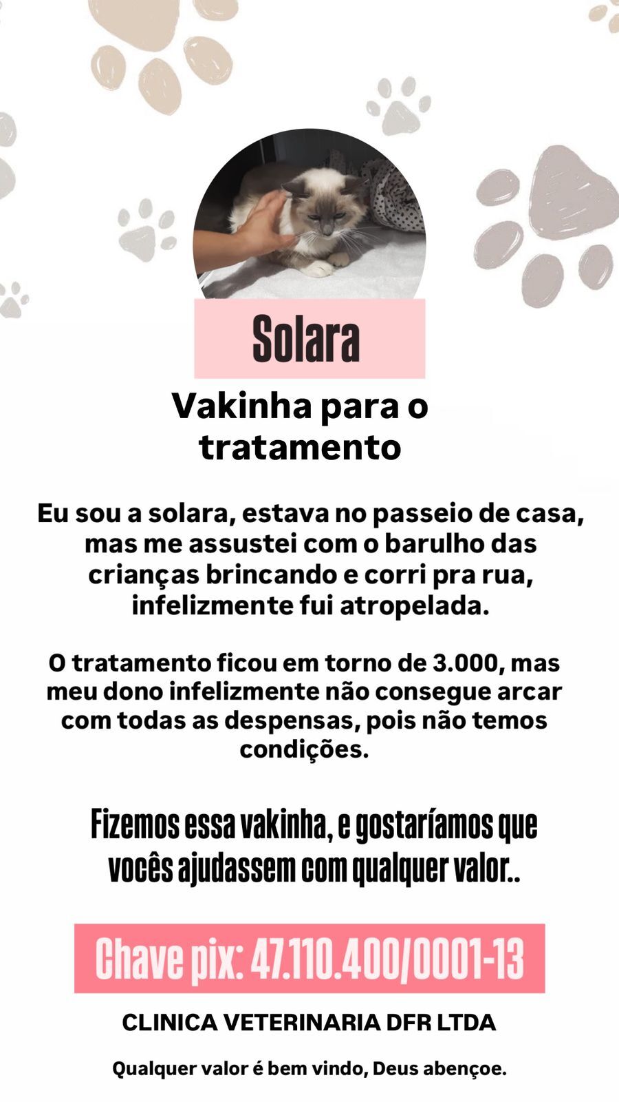 Comunidade realiza vaquinha para ajudar gatinha atropelada em Varginha