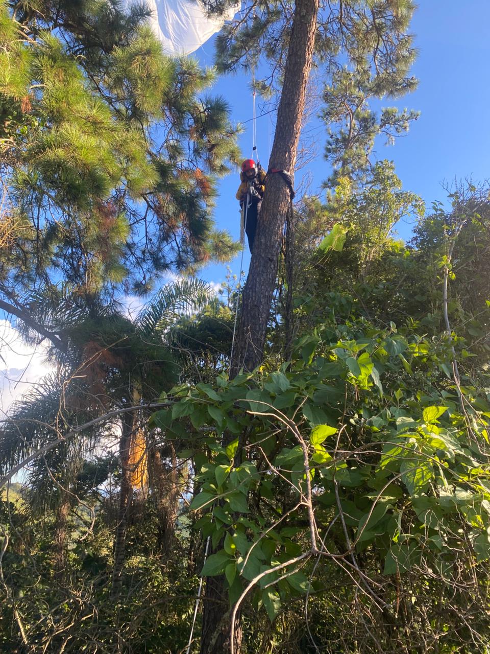 Piloto de paraglider fica preso em árvore durante voo