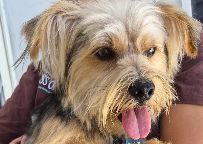 Cachorro encontrado em Varginha busca dono ou adoção